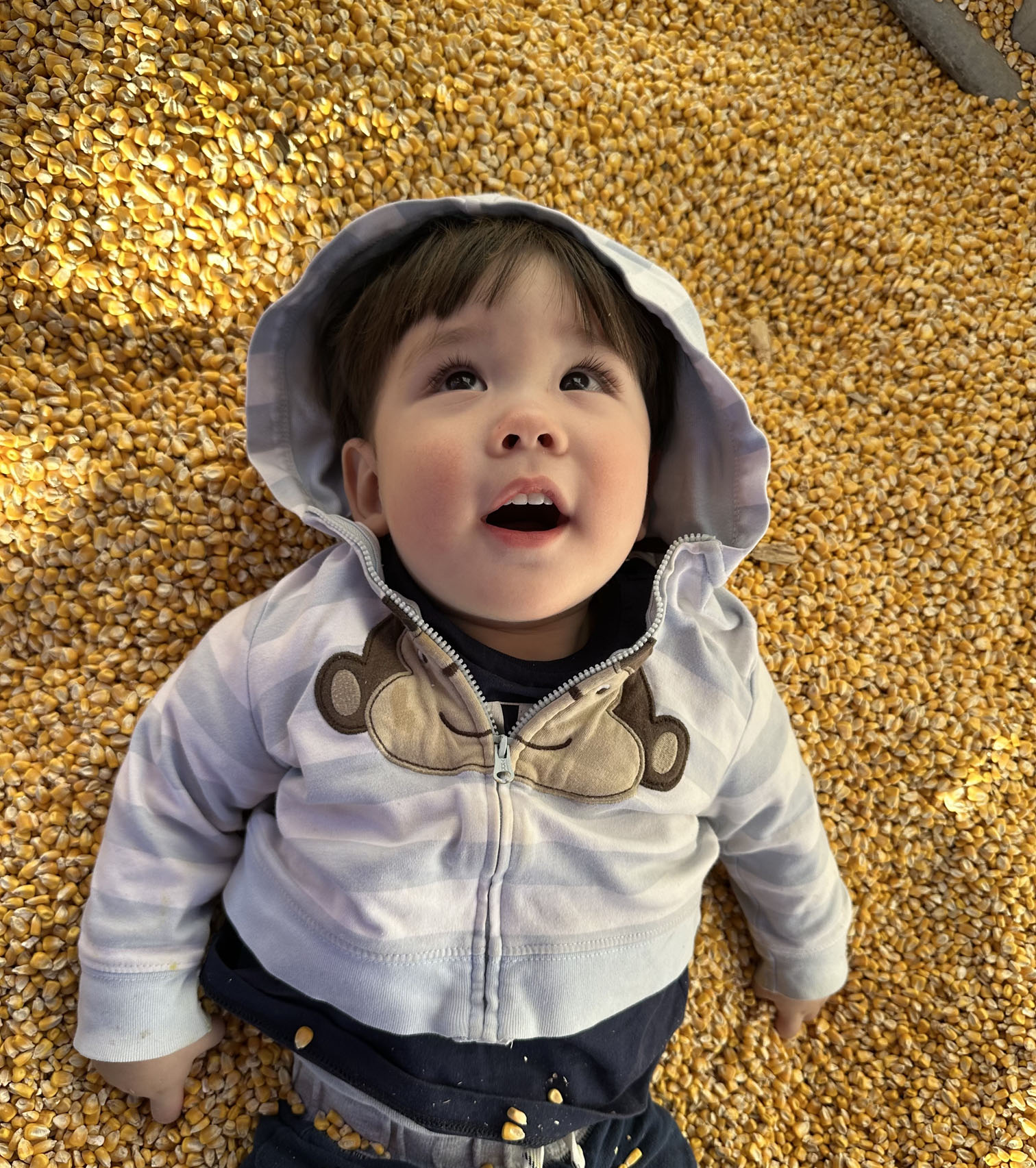 2024 @ Lone Creek Farms, Franktown, CO, In a Sea of Corn!